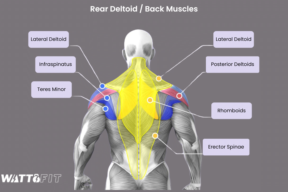 Anatomy of the Rear Delts